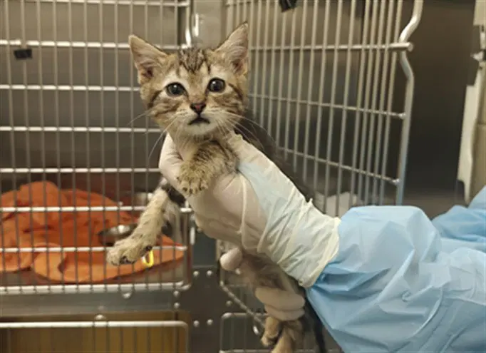 Bird - Domestic Short Hair