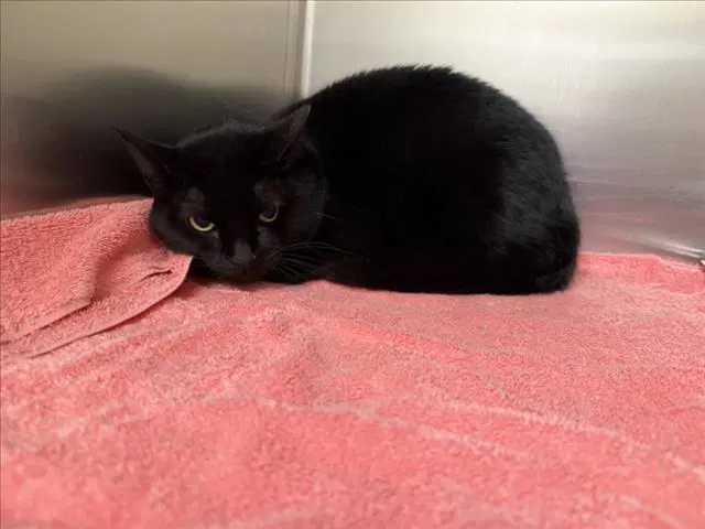 Feta - Domestic Short Hair