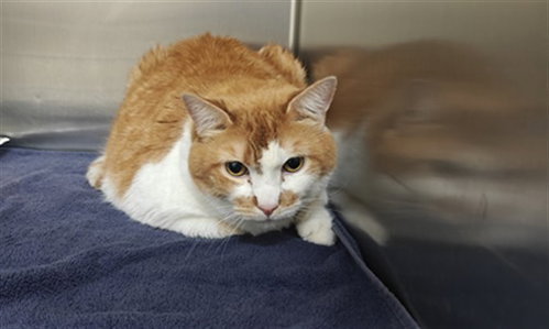 picture of the cat needing adoption