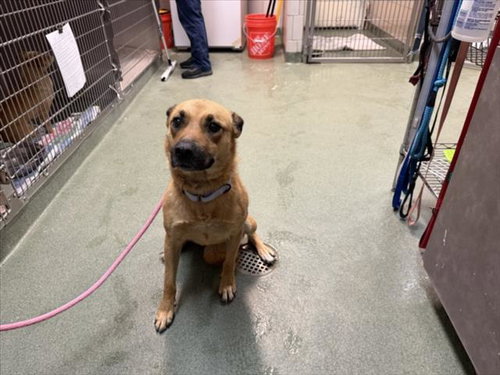 picture of the dog needing adoption
