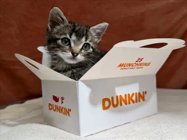 Duncan - Domestic Medium Hair