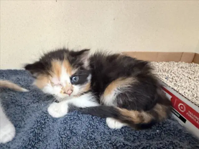 Dawn - Domestic Medium Hair