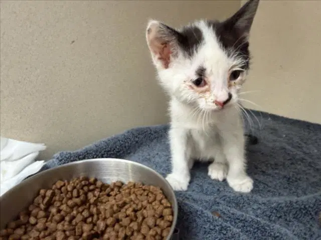 Dudley - Domestic Medium Hair