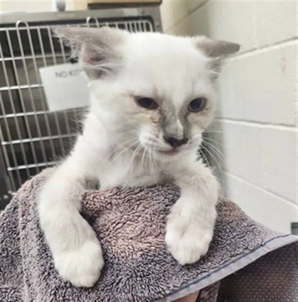 Moondancer - Domestic Short Hair