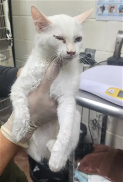 Alicent - Domestic Short Hair
