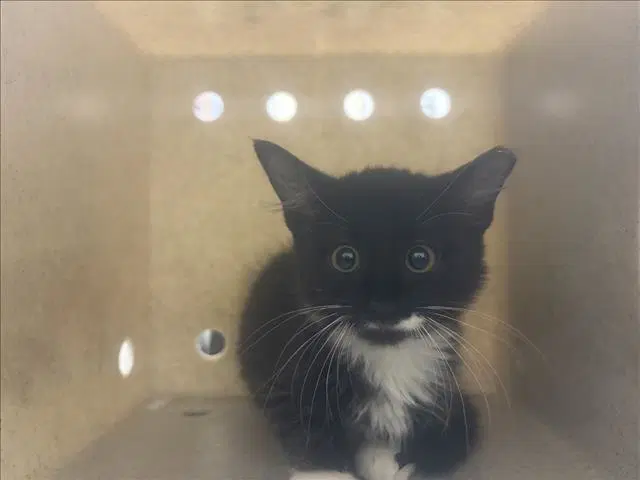 Sammy - Domestic Short Hair