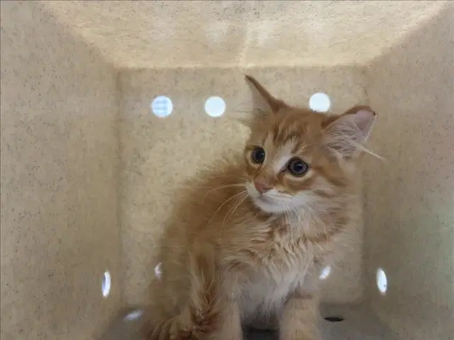George - Domestic Medium Hair