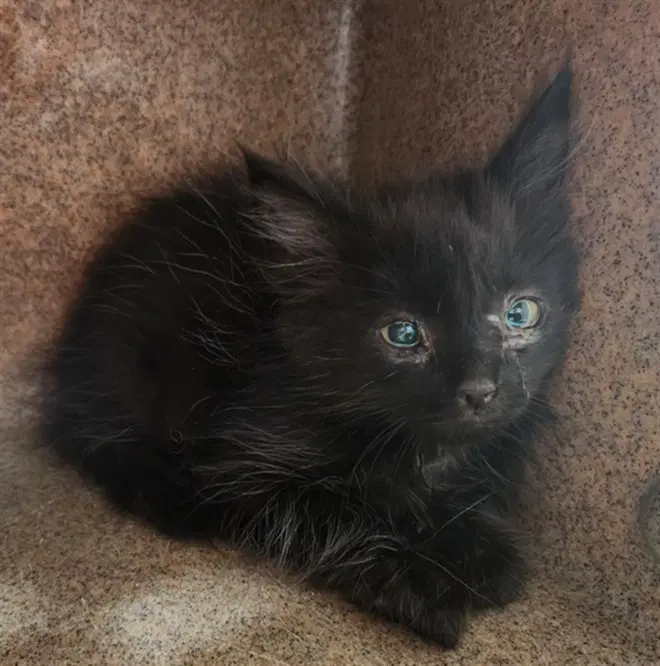 Loops - Domestic Short Hair