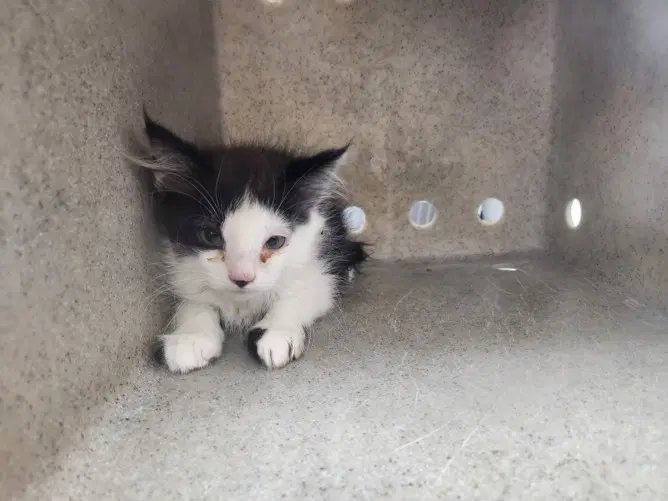 Toot - Domestic Short Hair