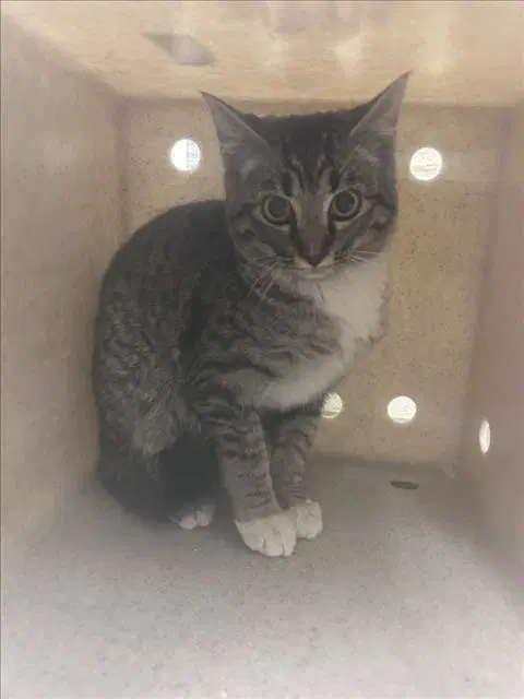 Unknown - Domestic Short Hair