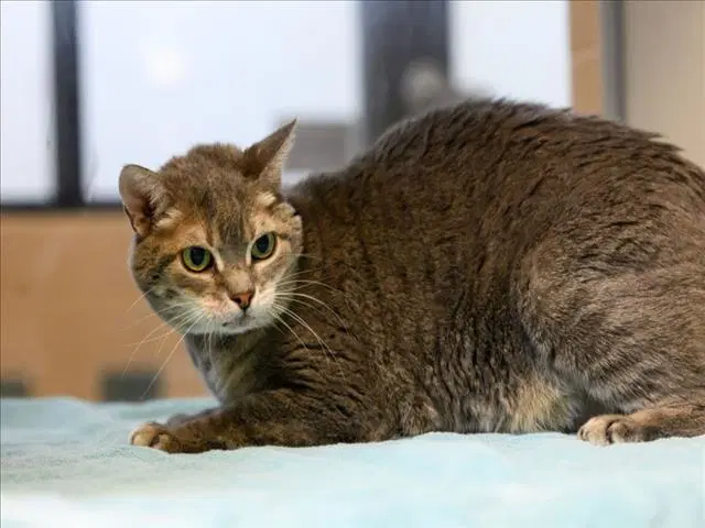 Zorra - Domestic Short Hair