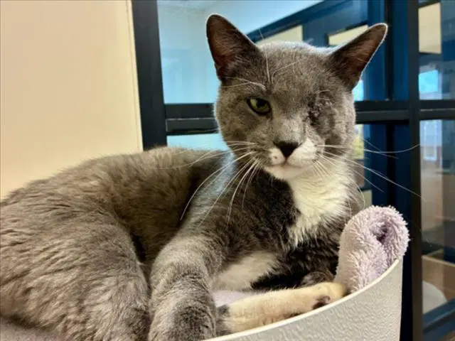 Yoshi - Domestic Short Hair