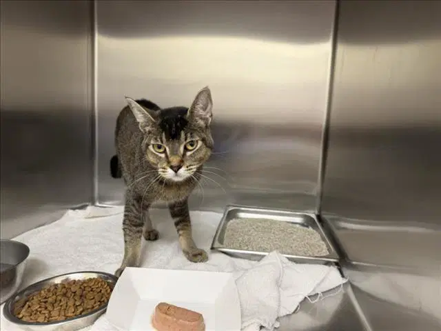 Quesito - Domestic Short Hair