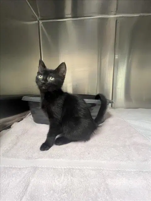 Icing - Domestic Short Hair