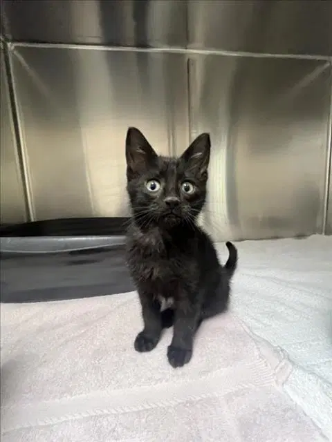 Cupcake - Domestic Short Hair