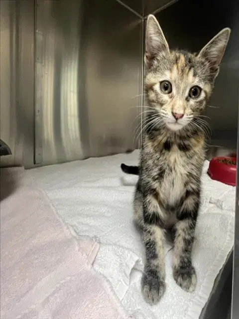 Cookie - Domestic Short Hair