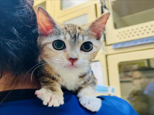 Sailor - Domestic Medium Hair