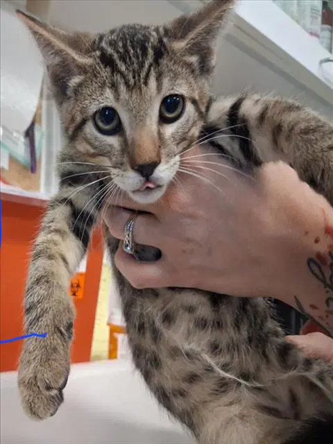 Fork - Domestic Short Hair