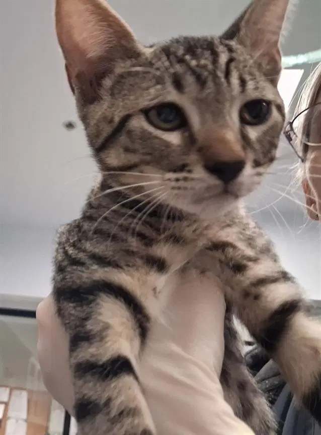 Spoon - Domestic Short Hair