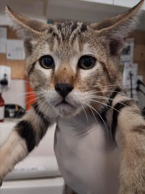 Walkie Talkie - Domestic Short Hair