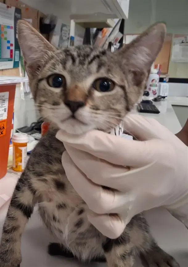Signal - Domestic Short Hair