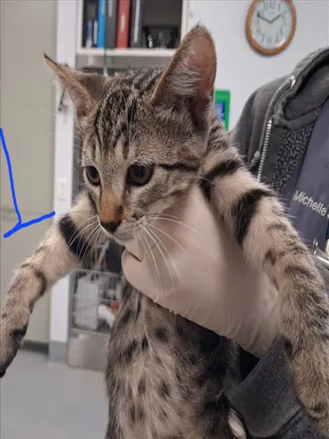 Butter Knife - Domestic Short Hair