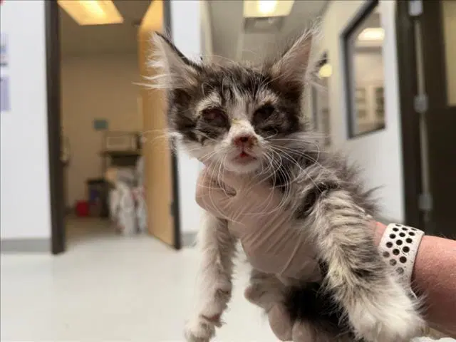 Mortimer - Domestic Medium Hair