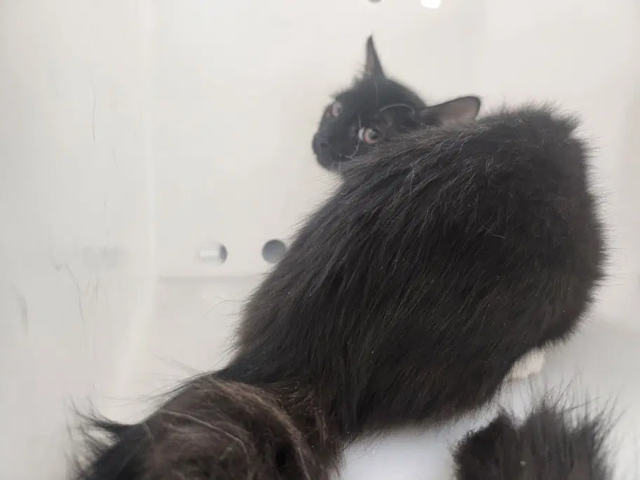 Collette - Domestic Short Hair