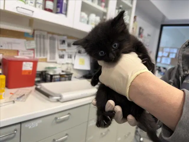 Jak - Domestic Medium Hair