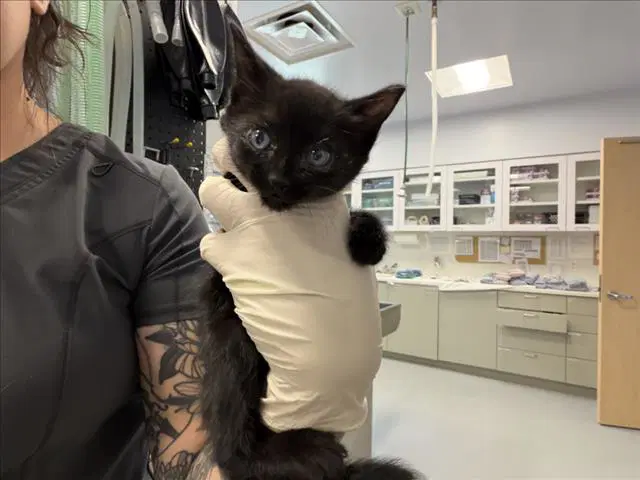 Willie - Domestic Short Hair