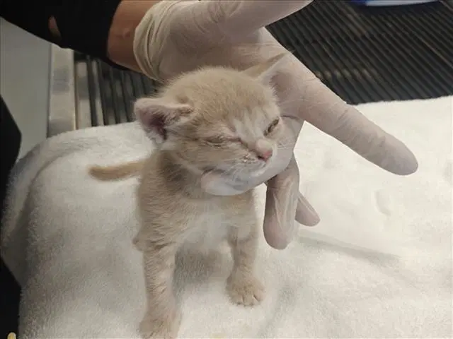 Snickerdoodle - Domestic Short Hair
