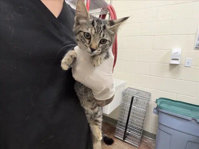 Maria - Domestic Short Hair