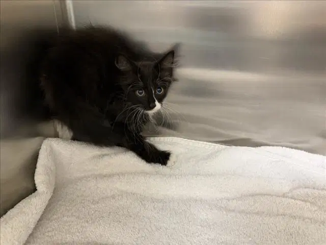 Etta - Domestic Medium Hair