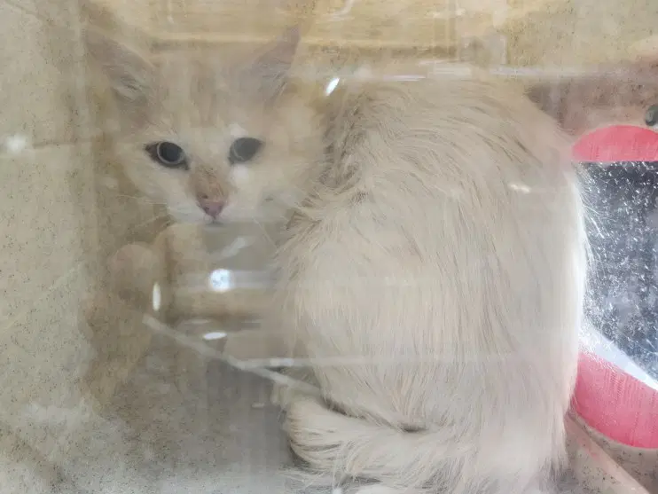 Zephyrus - Domestic Short Hair