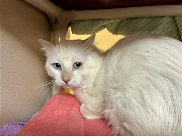 Zephyrus - Domestic Short Hair