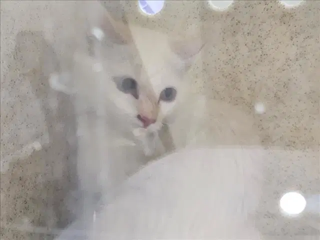 Lumen - Domestic Short Hair