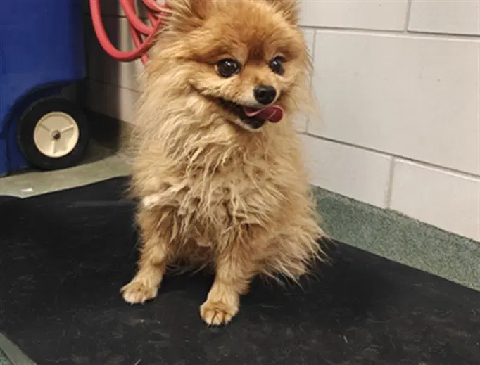 Travieza - Pomeranian