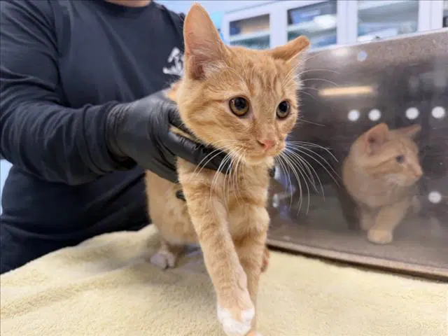 Gary - Domestic Short Hair