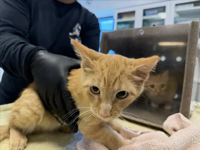 Flash - Domestic Short Hair