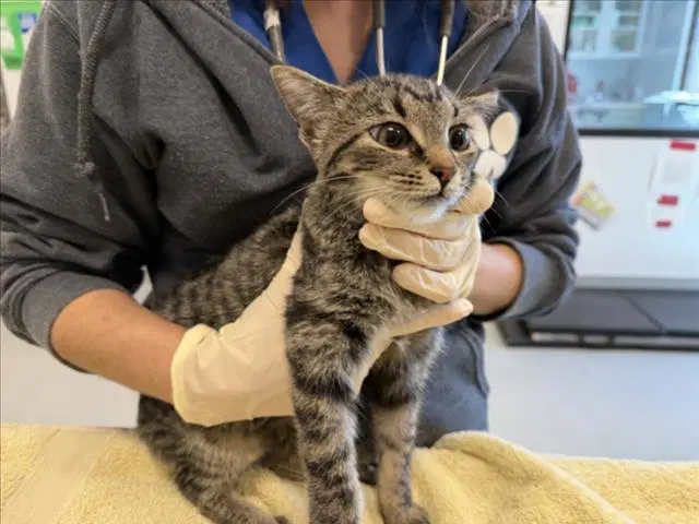 Trixy - Domestic Short Hair