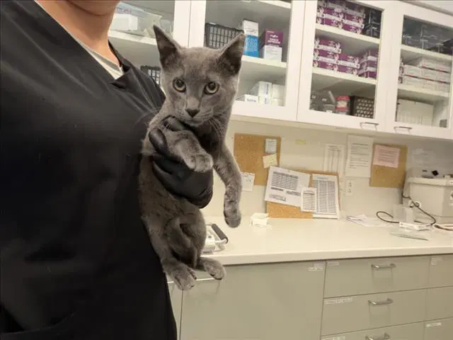 Berry - Domestic Short Hair