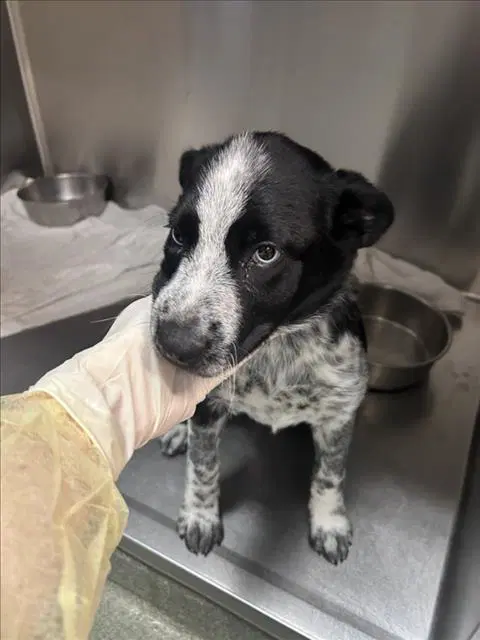 Jazzy - Australian Cattle Dog/Blue Heeler
