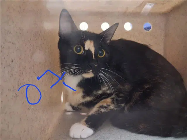 Bond Meow Bond - Tortoishelle