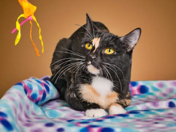 Bond Meow Bond - Domestic Short Hair