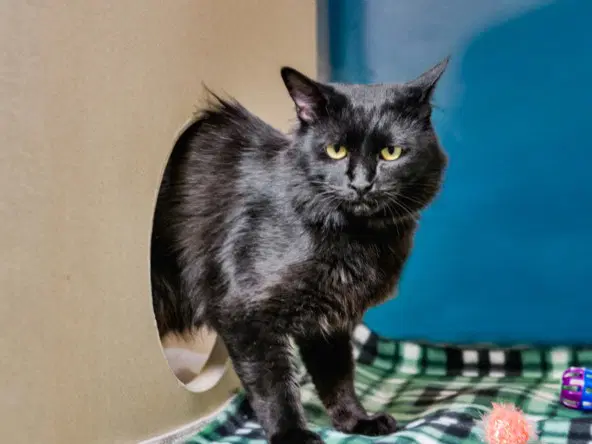 Raven - Domestic Short Hair