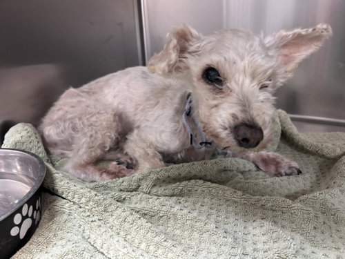 LOLLIPOP, a dog for adoption from Santa Fe Animal Shelter and Humane Society