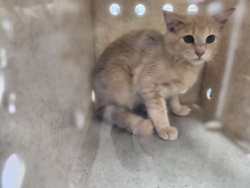 THEO, a cat for adoption from Santa Fe Animal Shelter and Humane Society
