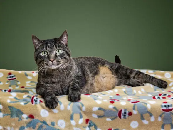 Milo - Domestic Short Hair