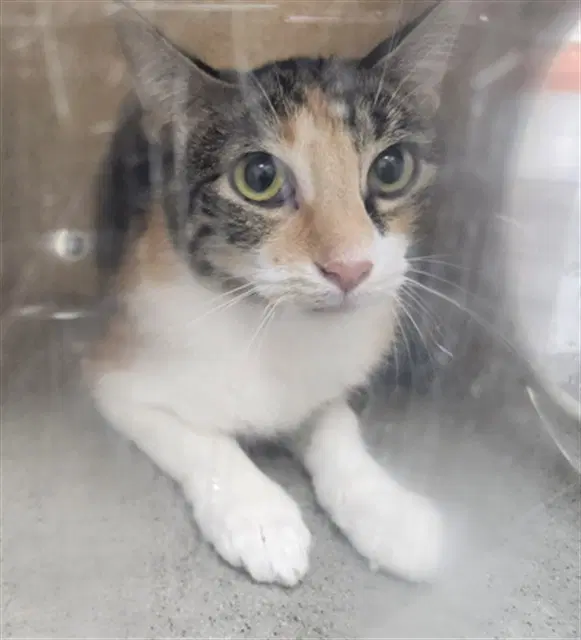 Pat - Domestic Short Hair
