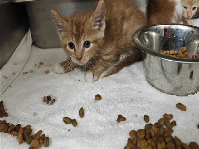 Cindy, Domestic Short Hair